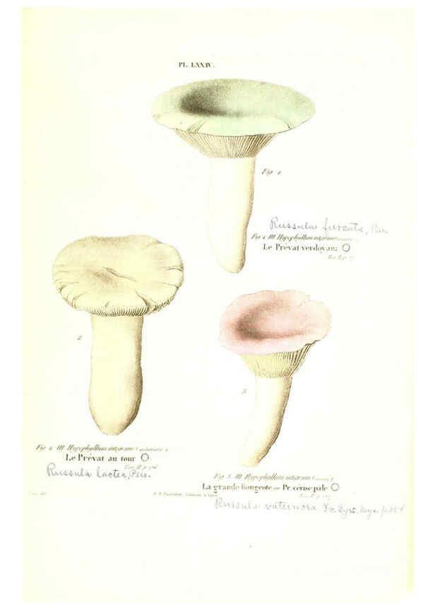 Reproducción/Reproduction 6266965554: Iconographie des champignons de Paulet New York,H. Baillière; [etc., etc.],1855