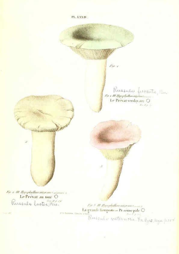 Reproducción/Reproduction 6266965554: Iconographie des champignons de Paulet New York,H. Baillière; [etc., etc.],1855