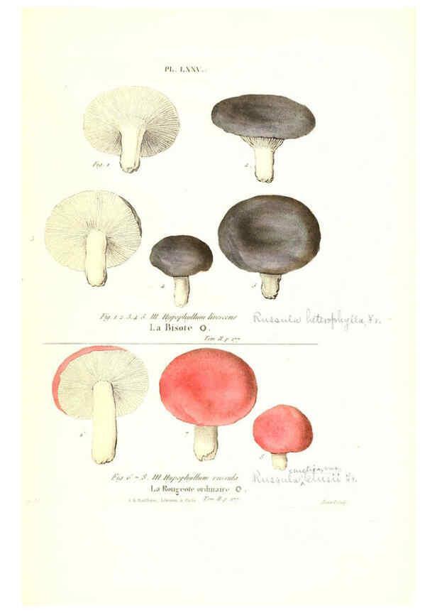 Reproducción/Reproduction 6266437655: Iconographie des champignons de Paulet New York,H. Baillière; [etc., etc.],1855