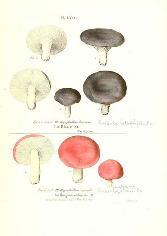 Reproducción/Reproduction 6266437655: Iconographie des champignons de Paulet New York,H. Baillière; [etc., etc.],1855