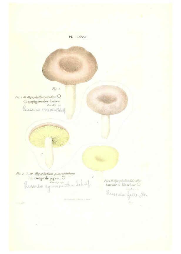 Reproducción/Reproduction 6266437833: Iconographie des champignons de Paulet New York,H. Baillière; [etc., etc.],1855