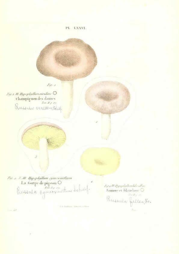 Reproducción/Reproduction 6266437833: Iconographie des champignons de Paulet New York,H. Baillière; [etc., etc.],1855