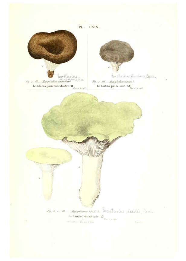 Reproducción/Reproduction 6266436587: Iconographie des champignons de Paulet New York,H. Baillière; [etc., etc.],1855