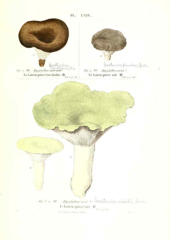 Reproducción/Reproduction 6266436587: Iconographie des champignons de Paulet New York,H. Baillière; [etc., etc.],1855