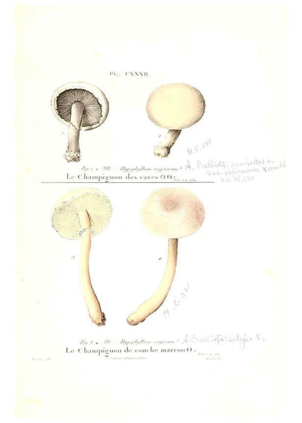 Reproducción/Reproduction 6266976824: Iconographie des champignons de Paulet New York,H. Baillière; [etc., etc.],1855