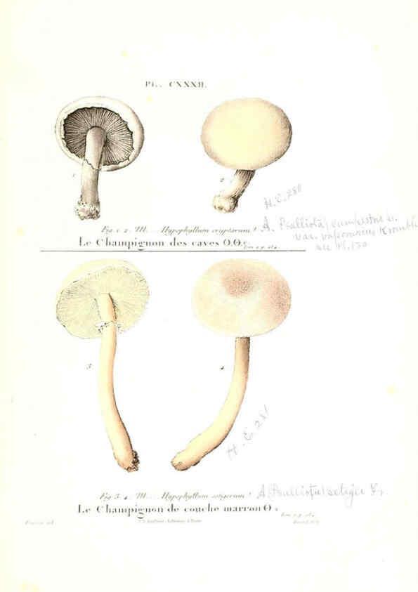 Reproducción/Reproduction 6266976824: Iconographie des champignons de Paulet New York,H. Baillière; [etc., etc.],1855