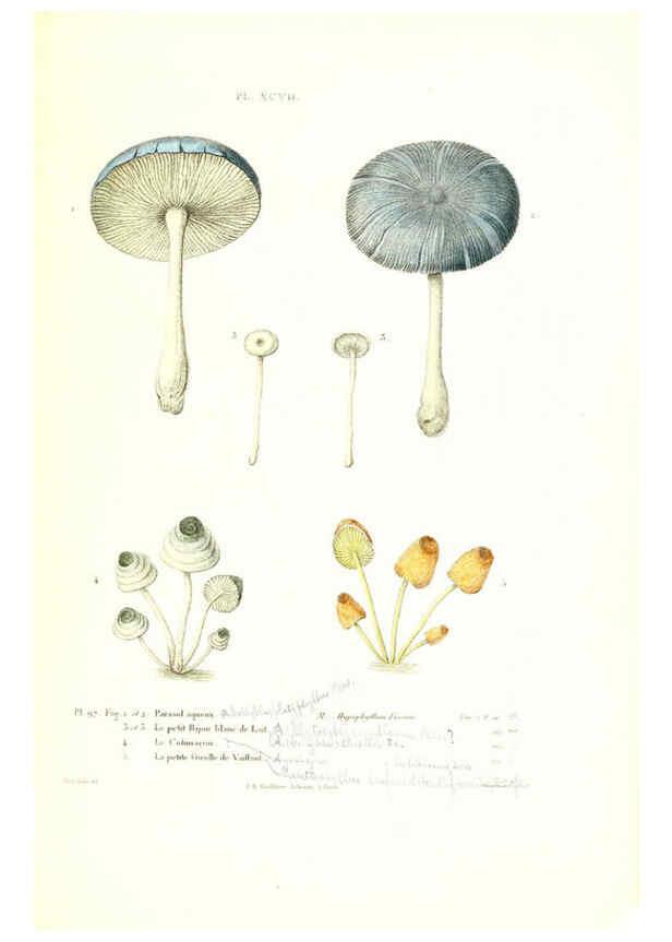 Reproducción/Reproduction 6266441715: Iconographie des champignons de Paulet New York,H. Baillière; [etc., etc.],1855