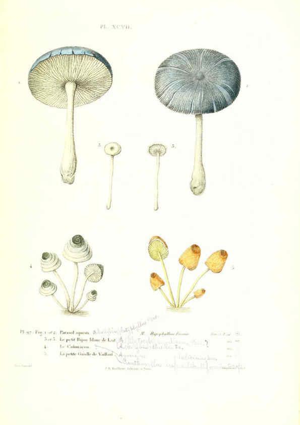 Reproducción/Reproduction 6266441715: Iconographie des champignons de Paulet New York,H. Baillière; [etc., etc.],1855