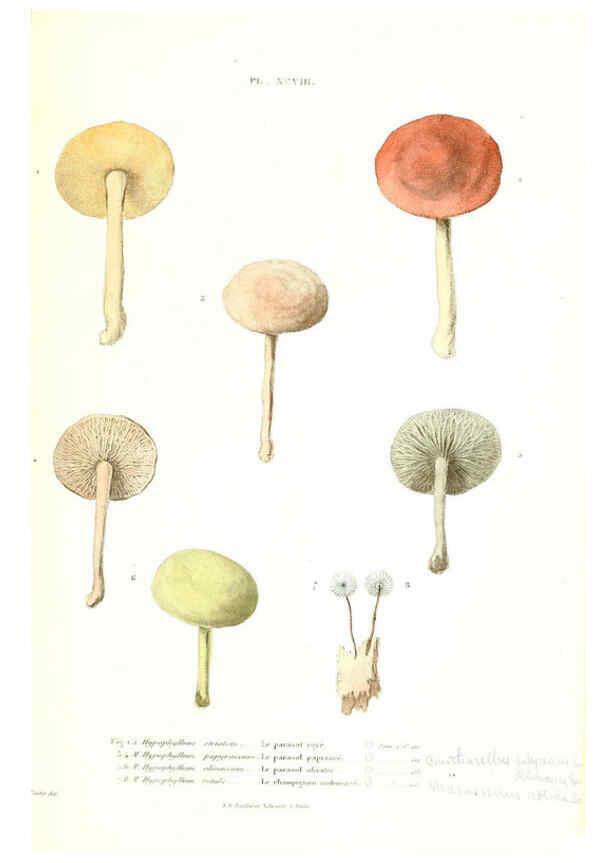 Reproducción/Reproduction 6266442153: Iconographie des champignons de Paulet New York,H. Baillière; [etc., etc.],1855