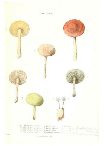 Reproducción/Reproduction 6266442153: Iconographie des champignons de Paulet New York,H. Baillière; [etc., etc.],1855