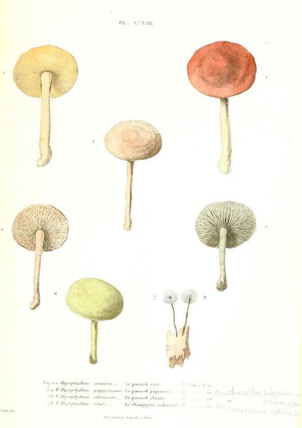 Reproducción/Reproduction 6266442153: Iconographie des champignons de Paulet New York,H. Baillière; [etc., etc.],1855