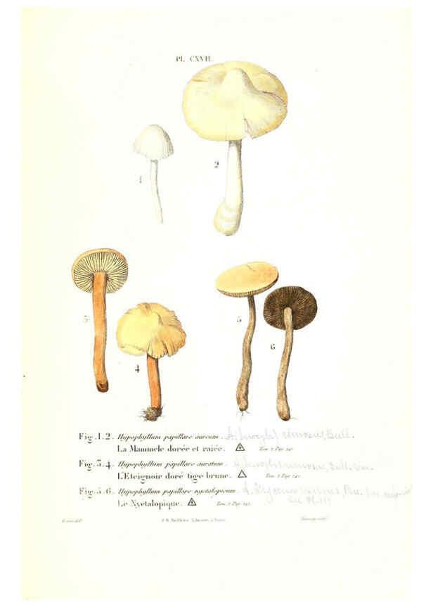 Reproducción/Reproduction 6266973740: Iconographie des champignons de Paulet New York,H. Baillière; [etc., etc.],1855