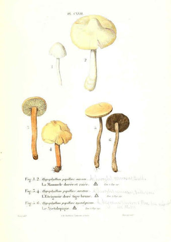 Reproducción/Reproduction 6266973740: Iconographie des champignons de Paulet New York,H. Baillière; [etc., etc.],1855