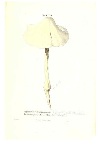 Reproducción/Reproduction 6266973914: Iconographie des champignons de Paulet New York,H. Baillière; [etc., etc.],1855