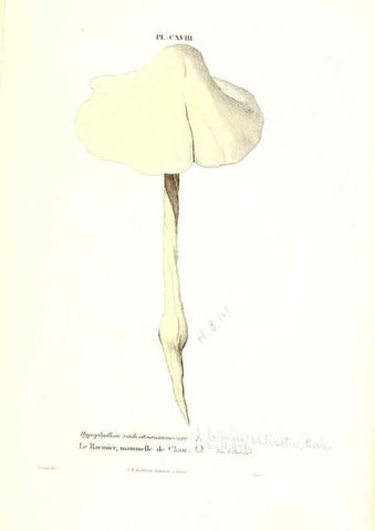 Reproducción/Reproduction 6266973914: Iconographie des champignons de Paulet New York,H. Baillière; [etc., etc.],1855