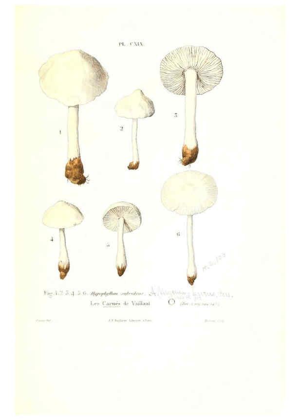 Reproducción/Reproduction 6266446261: Iconographie des champignons de Paulet New York,H. Baillière; [etc., etc.],1855