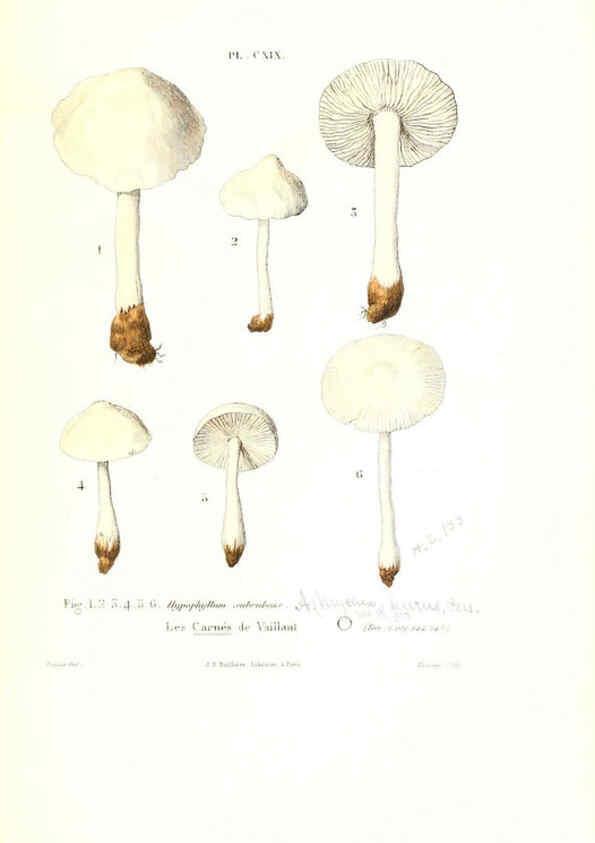 Reproducción/Reproduction 6266446261: Iconographie des champignons de Paulet New York,H. Baillière; [etc., etc.],1855