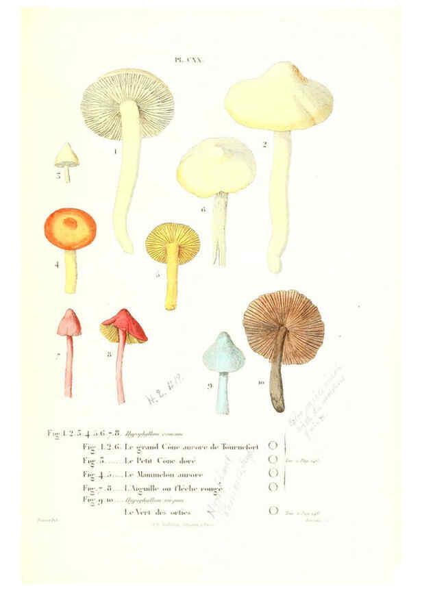 Reproducción/Reproduction 6266974270: Iconographie des champignons de Paulet New York,H. Baillière; [etc., etc.],1855