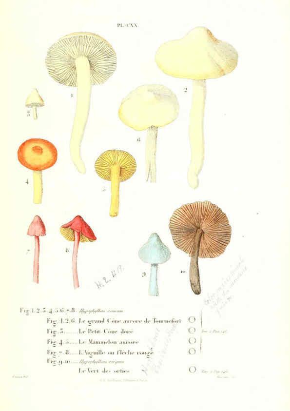 Reproducción/Reproduction 6266974270: Iconographie des champignons de Paulet New York,H. Baillière; [etc., etc.],1855