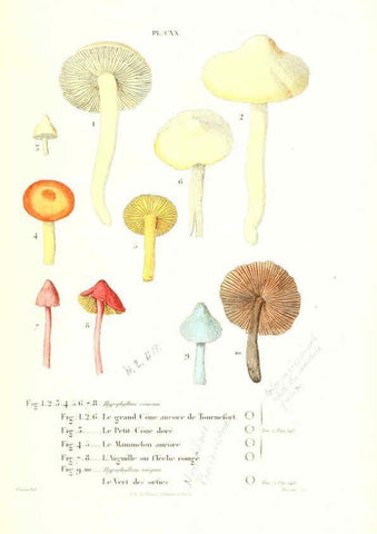 Reproducción/Reproduction 6266974270: Iconographie des champignons de Paulet New York,H. Baillière; [etc., etc.],1855