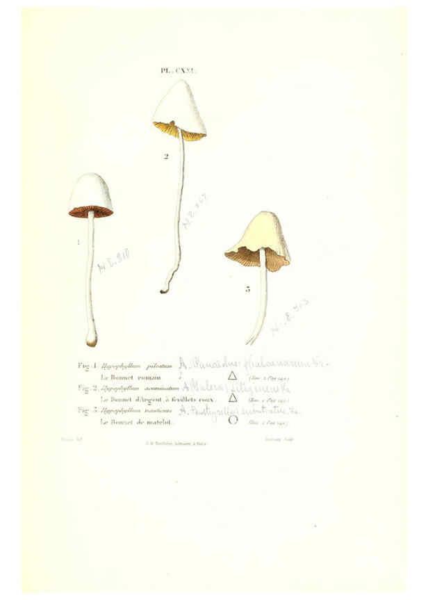 Reproducción/Reproduction 6266446585: Iconographie des champignons de Paulet New York,H. Baillière; [etc., etc.],1855