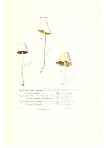 Reproducción/Reproduction 6266446585: Iconographie des champignons de Paulet New York,H. Baillière; [etc., etc.],1855