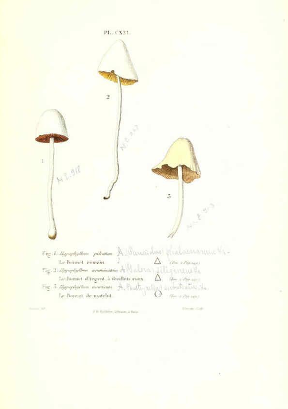 Reproducción/Reproduction 6266446585: Iconographie des champignons de Paulet New York,H. Baillière; [etc., etc.],1855