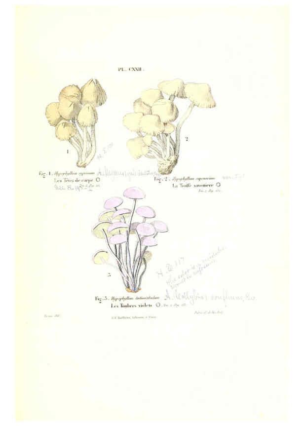 Reproducción/Reproduction 6266447025: Iconographie des champignons de Paulet New York,H. Baillière; [etc., etc.],1855