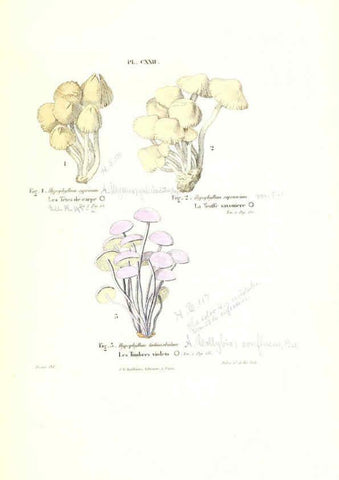 Reproducción/Reproduction 6266447025: Iconographie des champignons de Paulet New York,H. Baillière; [etc., etc.],1855