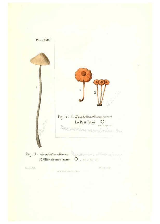 Reproducción/Reproduction 6266447215: Iconographie des champignons de Paulet New York,H. Baillière; [etc., etc.],1855