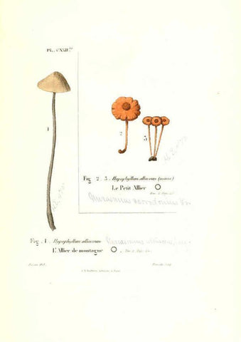 Reproducción/Reproduction 6266447215: Iconographie des champignons de Paulet New York,H. Baillière; [etc., etc.],1855