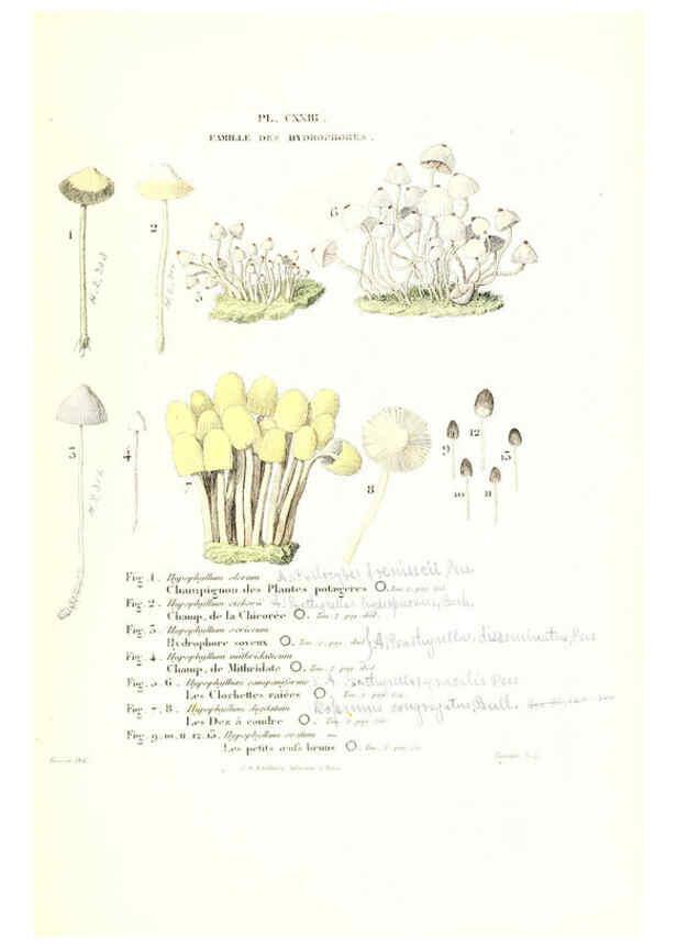 Reproducción/Reproduction 6266447389: Iconographie des champignons de Paulet New York,H. Baillière; [etc., etc.],1855