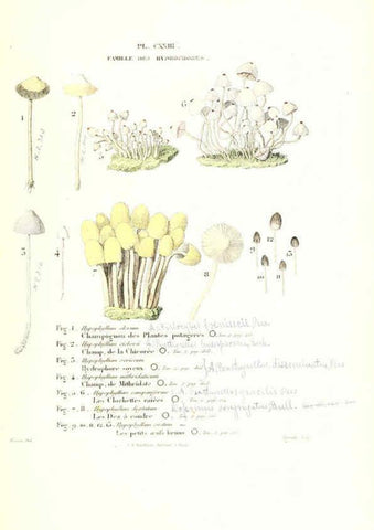 Reproducción/Reproduction 6266447389: Iconographie des champignons de Paulet New York,H. Baillière; [etc., etc.],1855