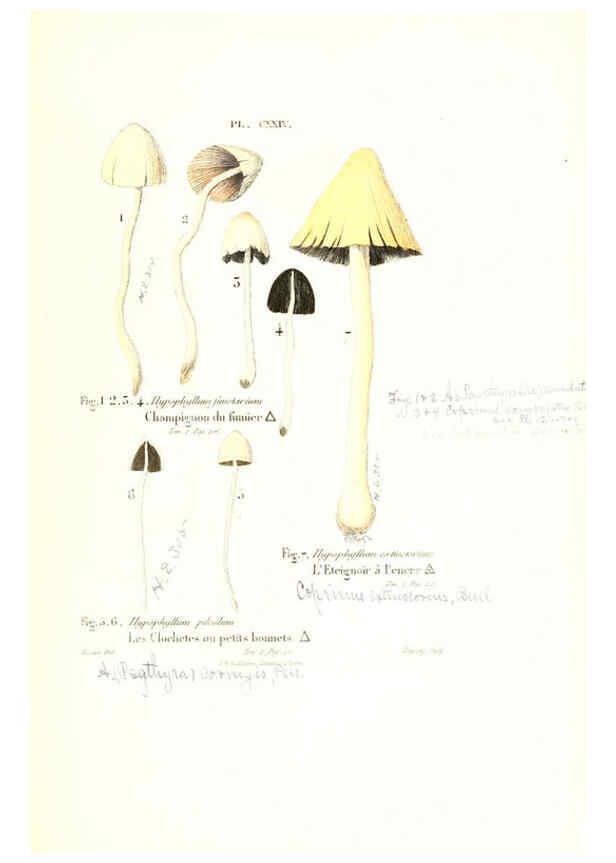 Reproducción/Reproduction 6266975414: Iconographie des champignons de Paulet New York,H. Baillière; [etc., etc.],1855