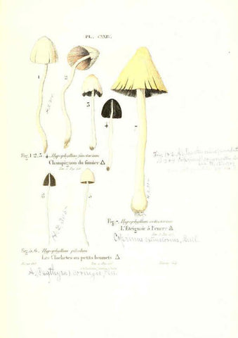 Reproducción/Reproduction 6266975414: Iconographie des champignons de Paulet New York,H. Baillière; [etc., etc.],1855