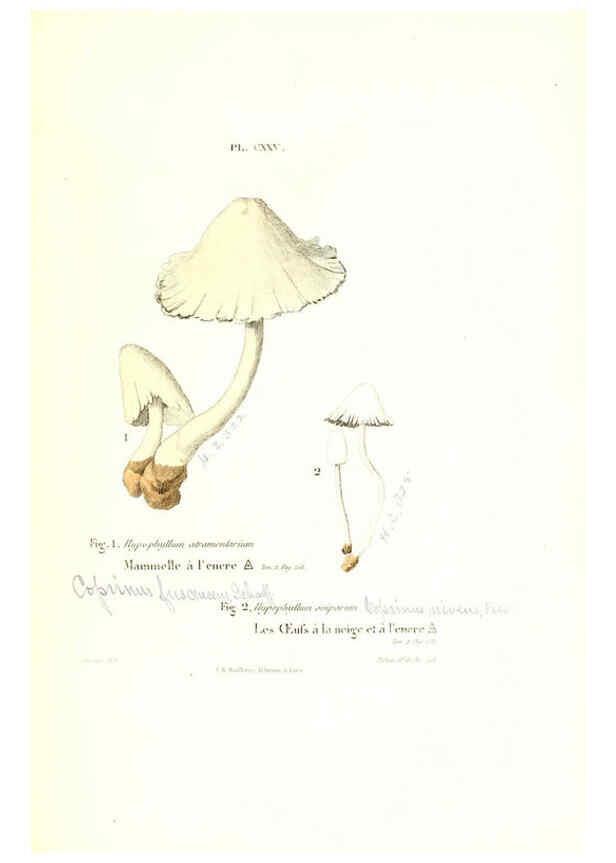 Reproducción/Reproduction 6266975594: Iconographie des champignons de Paulet New York,H. Baillière; [etc., etc.],1855