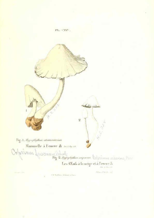 Reproducción/Reproduction 6266975594: Iconographie des champignons de Paulet New York,H. Baillière; [etc., etc.],1855