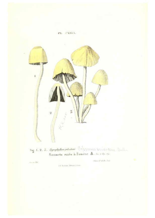 Reproducción/Reproduction 6266975758: Iconographie des champignons de Paulet New York,H. Baillière; [etc., etc.],1855