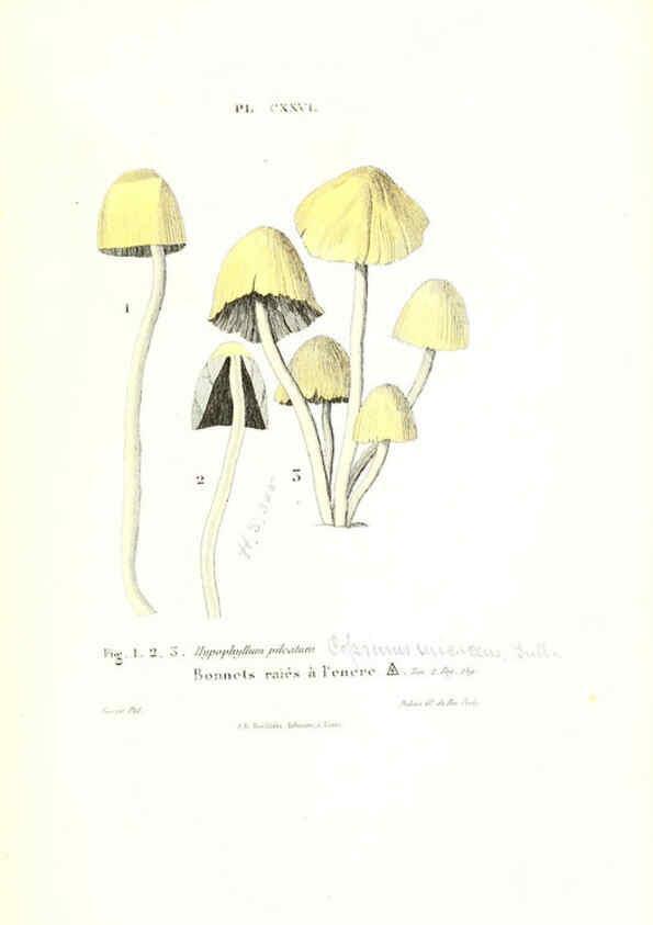 Reproducción/Reproduction 6266975758: Iconographie des champignons de Paulet New York,H. Baillière; [etc., etc.],1855