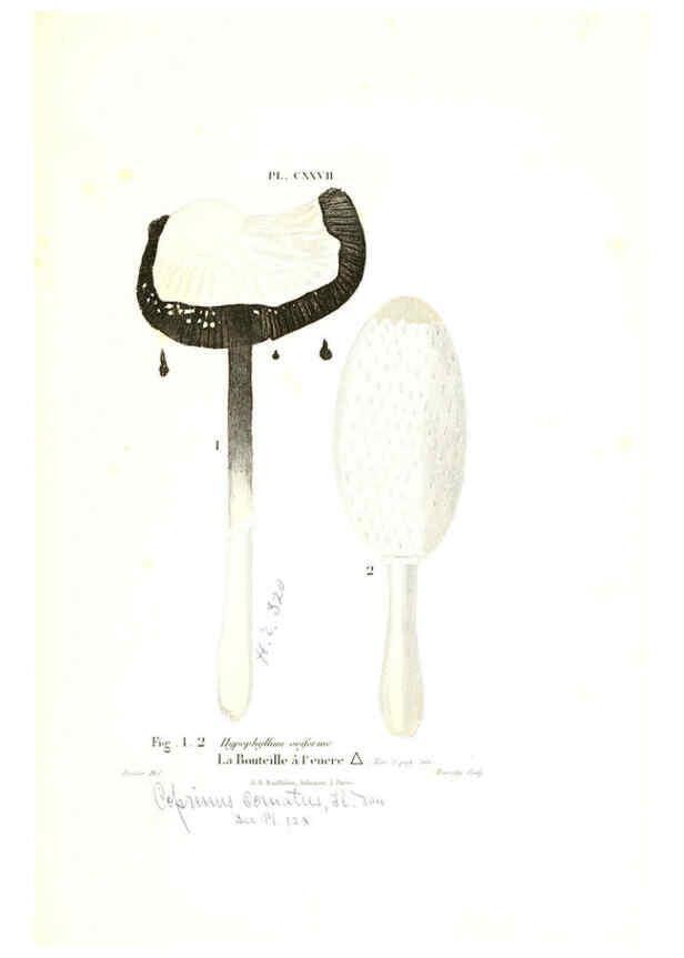 Reproducción/Reproduction 6266975942: Iconographie des champignons de Paulet New York,H. Baillière; [etc., etc.],1855