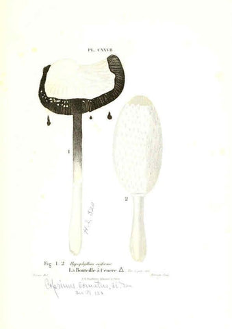 Reproducción/Reproduction 6266975942: Iconographie des champignons de Paulet New York,H. Baillière; [etc., etc.],1855