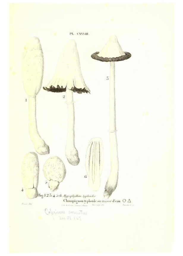 Reproducción/Reproduction 6266448189: Iconographie des champignons de Paulet New York,H. Baillière; [etc., etc.],1855