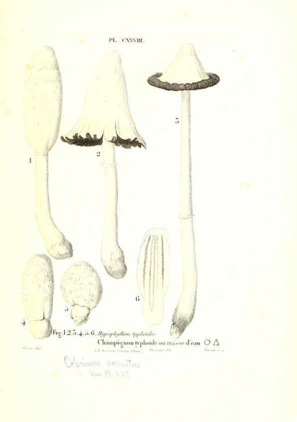 Reproducción/Reproduction 6266448189: Iconographie des champignons de Paulet New York,H. Baillière; [etc., etc.],1855