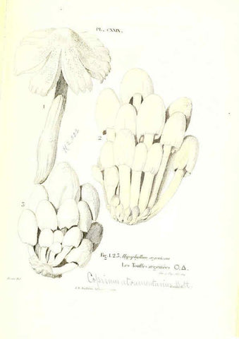 Reproducción/Reproduction 6266448355: Iconographie des champignons de Paulet New York,H. Baillière; [etc., etc.],1855