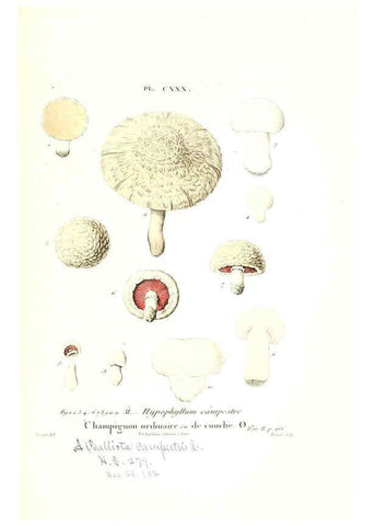 Reproducción/Reproduction 6266448511: Iconographie des champignons de Paulet New York,H. Baillière; [etc., etc.],1855