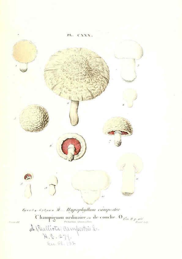 Reproducción/Reproduction 6266448511: Iconographie des champignons de Paulet New York,H. Baillière; [etc., etc.],1855