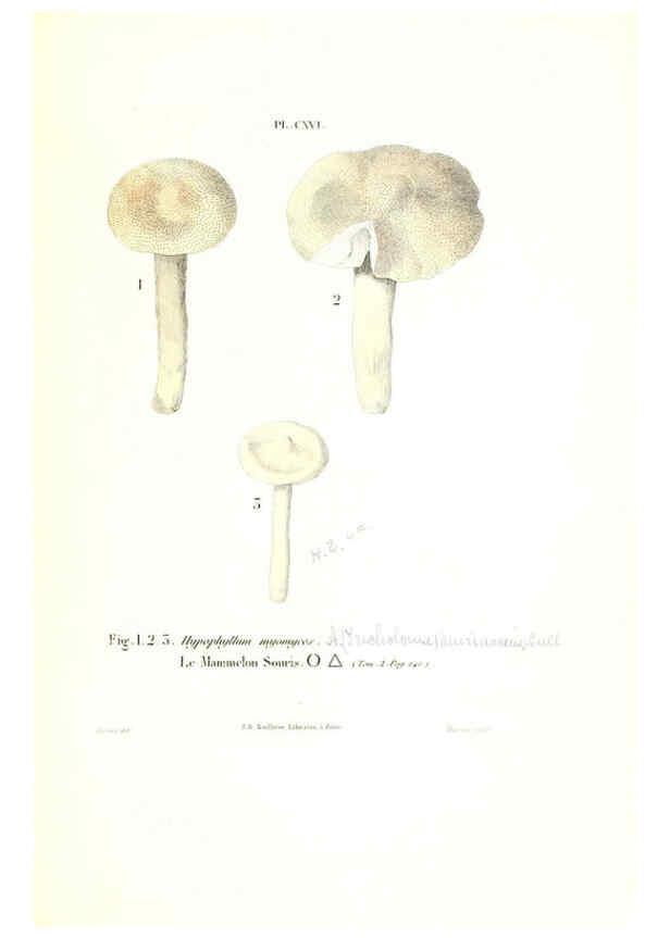 Reproducción/Reproduction 6266973582: Iconographie des champignons de Paulet New York,H. Baillière; [etc., etc.],1855