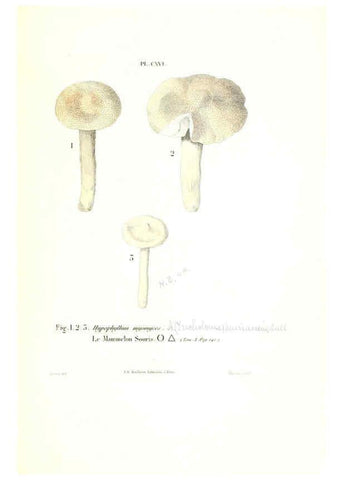 Reproducción/Reproduction 6266973582: Iconographie des champignons de Paulet New York,H. Baillière; [etc., etc.],1855