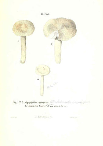 Reproducción/Reproduction 6266973582: Iconographie des champignons de Paulet New York,H. Baillière; [etc., etc.],1855