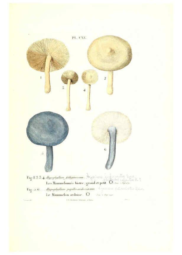 Reproducción/Reproduction 6266973396: Iconographie des champignons de Paulet New York,H. Baillière; [etc., etc.],1855